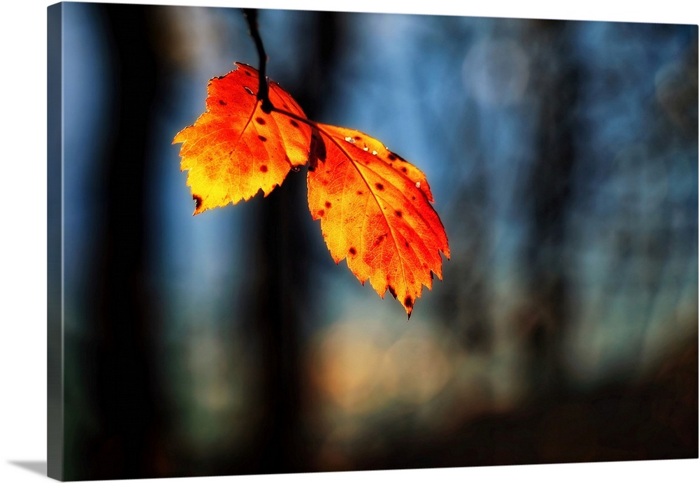 Photograph of two orange and yellow leaves hanging from a branch with a shallow depth of field.