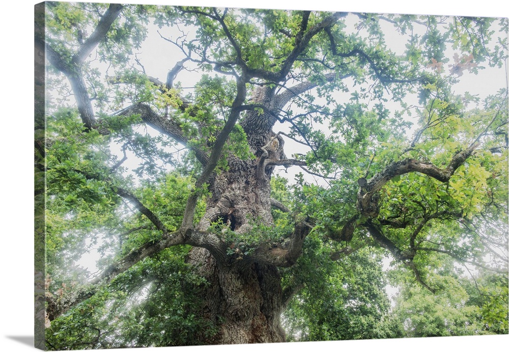 View from the ground of a large old oak tree.