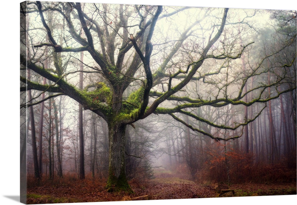 Photograph of an old oak tree covered in bright green moss and surrounded by a fog.