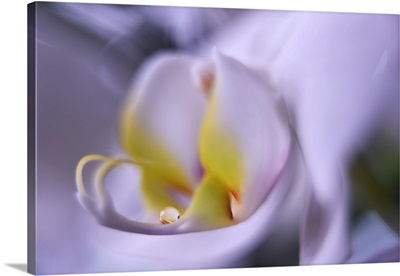 The Orchid Soft Tear II