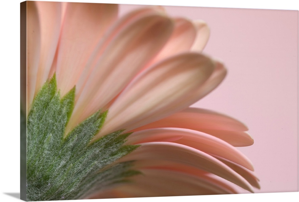 Giant photograph incorporates a close-up showcasing the top of a flower against a solid colored backdrop.  The sharp focus...