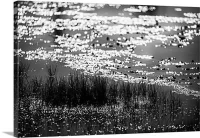 The Pond In Black And White