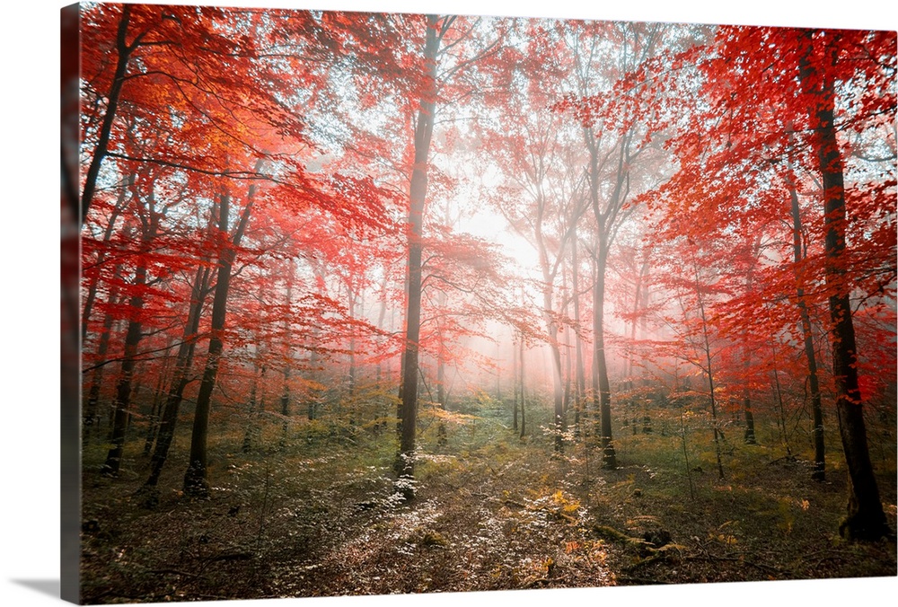Fine art photo of a forest with bright red leaves with sunbeams.