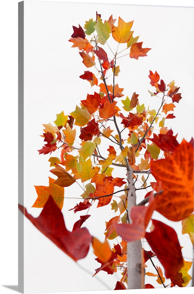 A single branch with several fall leaves over a white background.