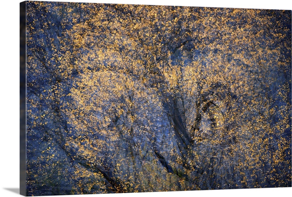 The Trees Have Eyes Wall Art, Canvas Prints, Framed Prints, Wall Peels