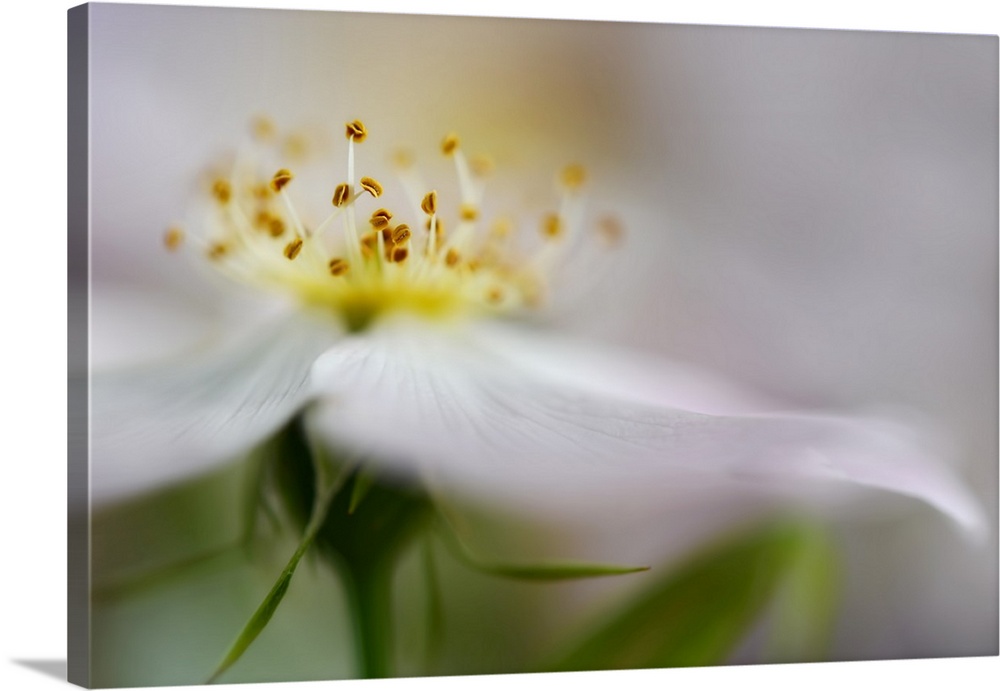 Closeup photograph of a white flower with a blurred look, focusing in on the yellow center.