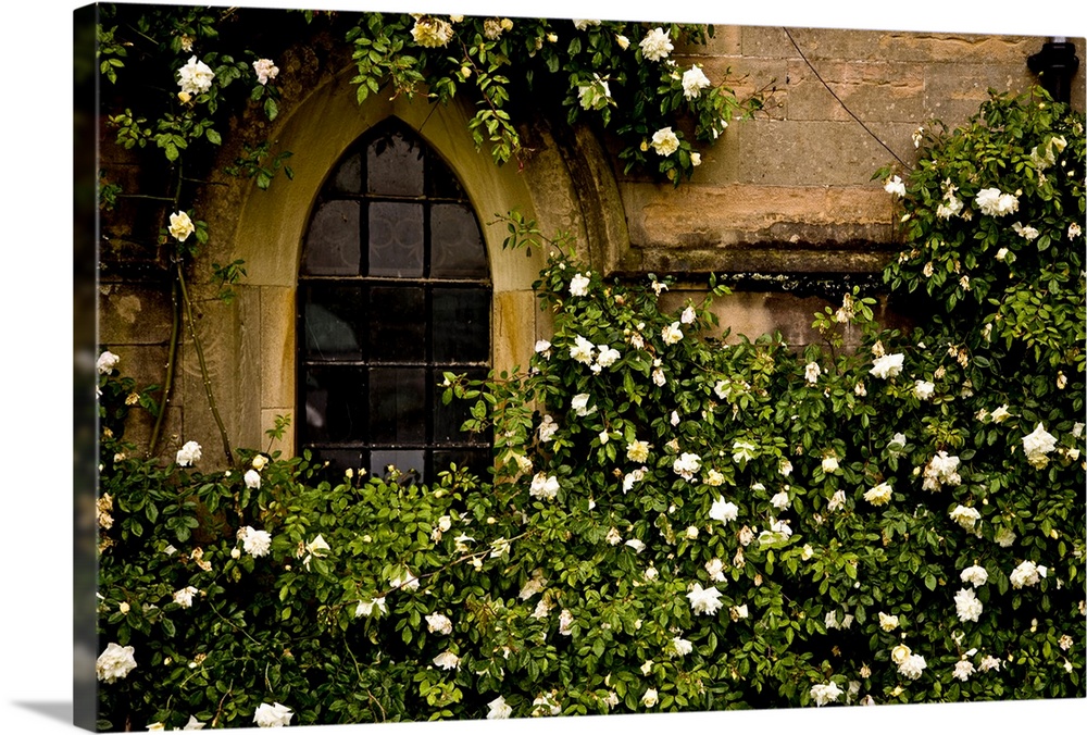 Up-close photograph of overgrown flowering bush surrounding an arched window on a stone building.