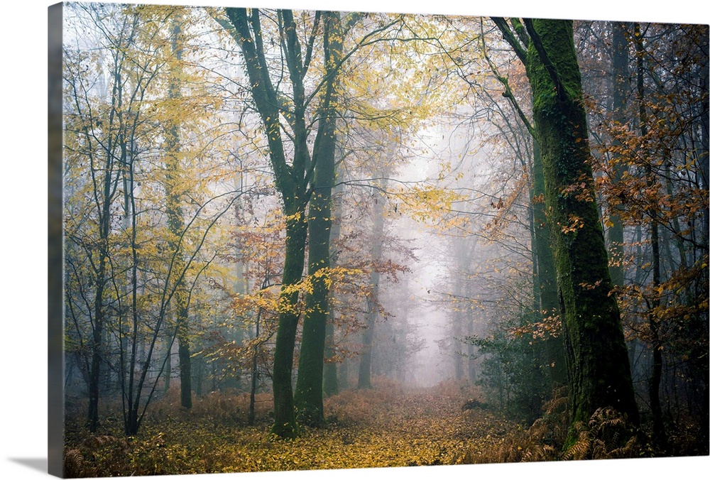 Path crossing a foggy forest at fall with yellow leaves on the ground, Broceliande forest in France.