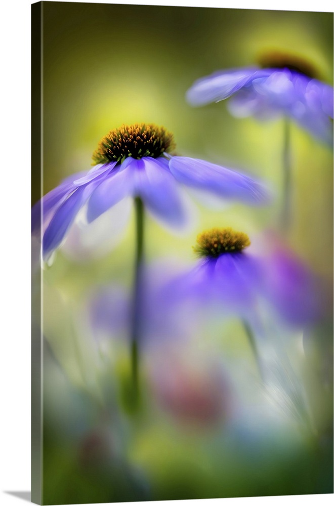 Delicate purple flowers with daisy-like petals are in soft focus, creating a dreamy and serene atmosphere. The background ...