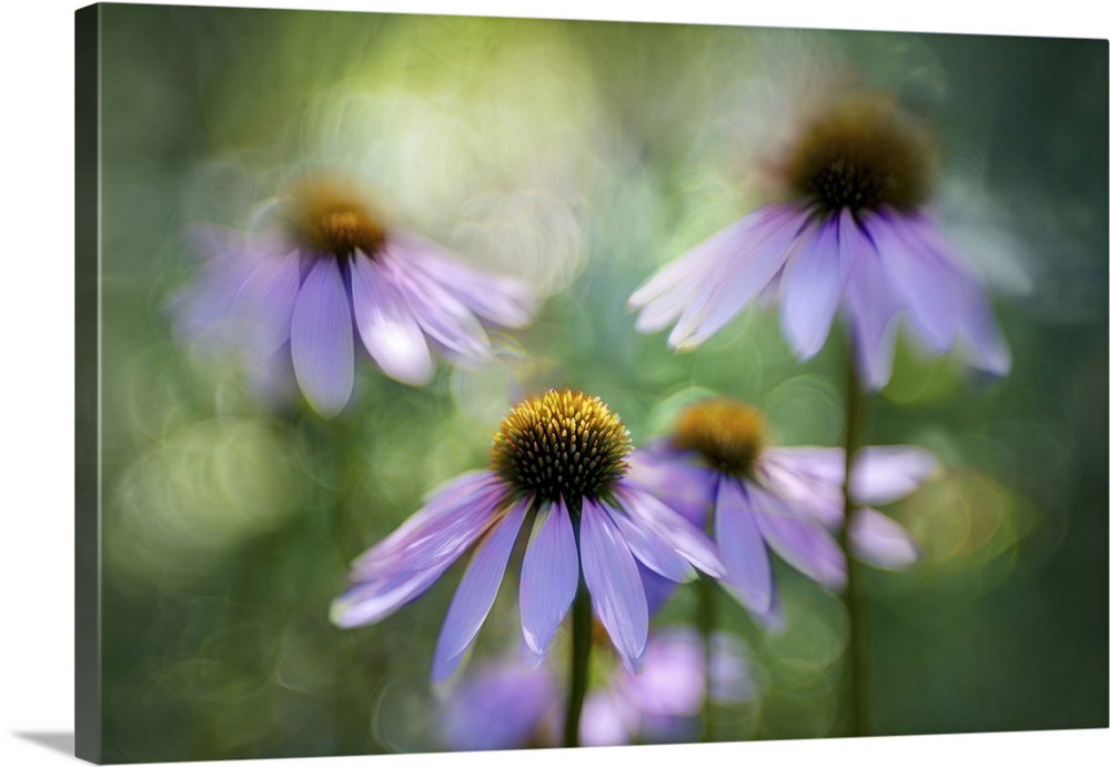 Purple coneflowers with delicate petals are bathed in soft, glowing light. The background features a bokeh effect, giving ...
