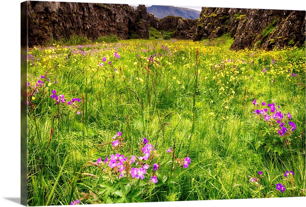 Low Angle View of a Medow in a Fault with Blooming Wildflowers, Thingvellir National Park, Iceland