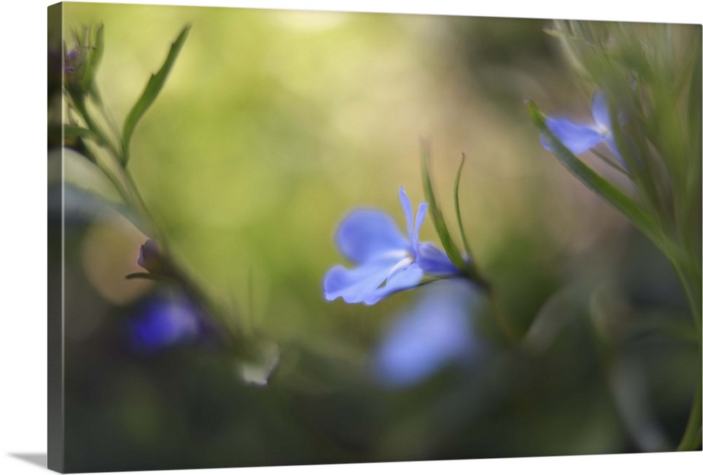 Soft blue flowers contrasting with shadows and bokeh lights.