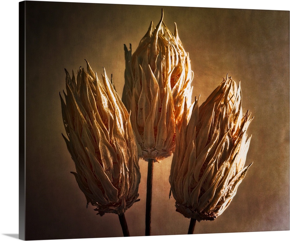 Fine art photo of three dried seed pods with dramatic lighting.