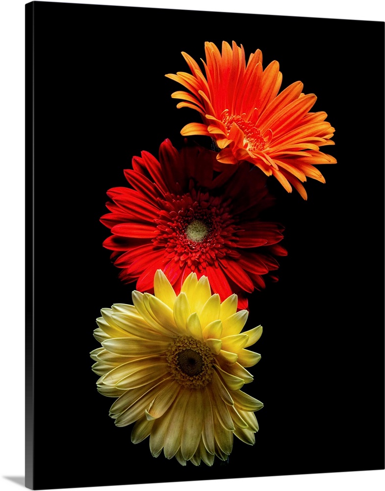 A photograph of colorful flowers against a black background.
