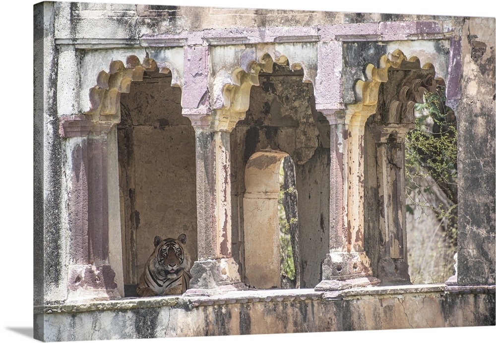 Large male tiger keeps cool in an abandoned fort.