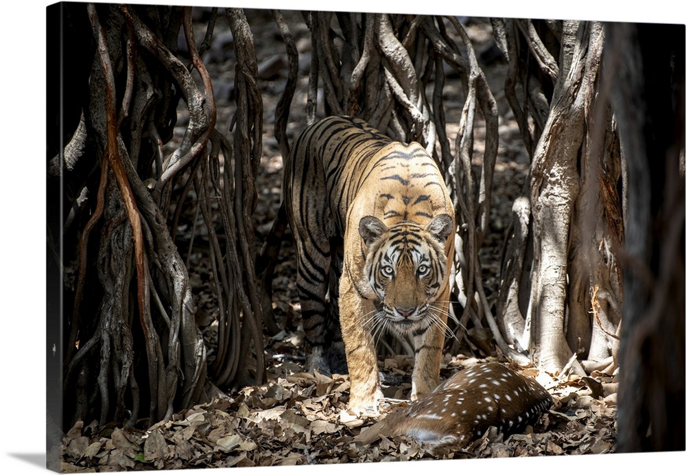 Tiger retrieves her hunt hidden among a Banyan Tree in India.