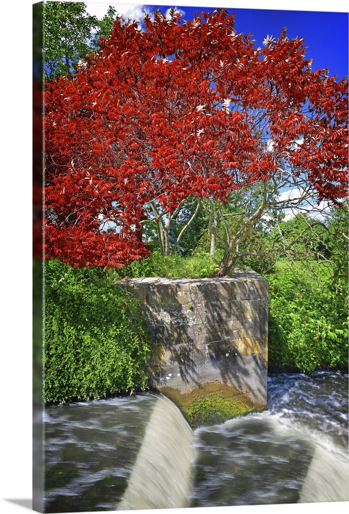 A red tree by the side of a canal