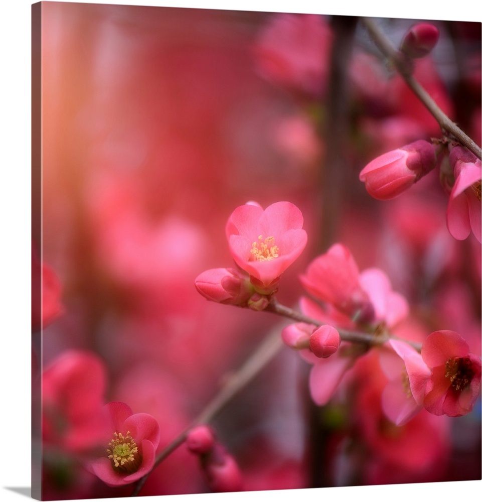 Pretty little pink flowers in spring with a blurred background.