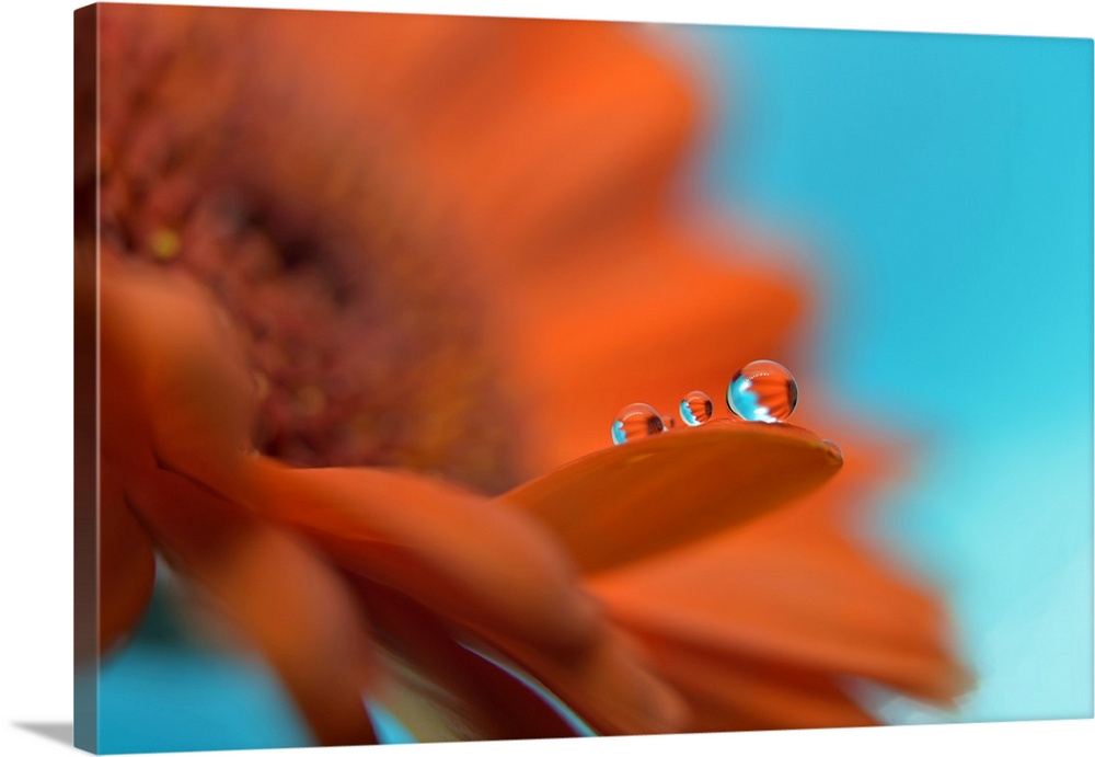 Water drops on a flower's petal.