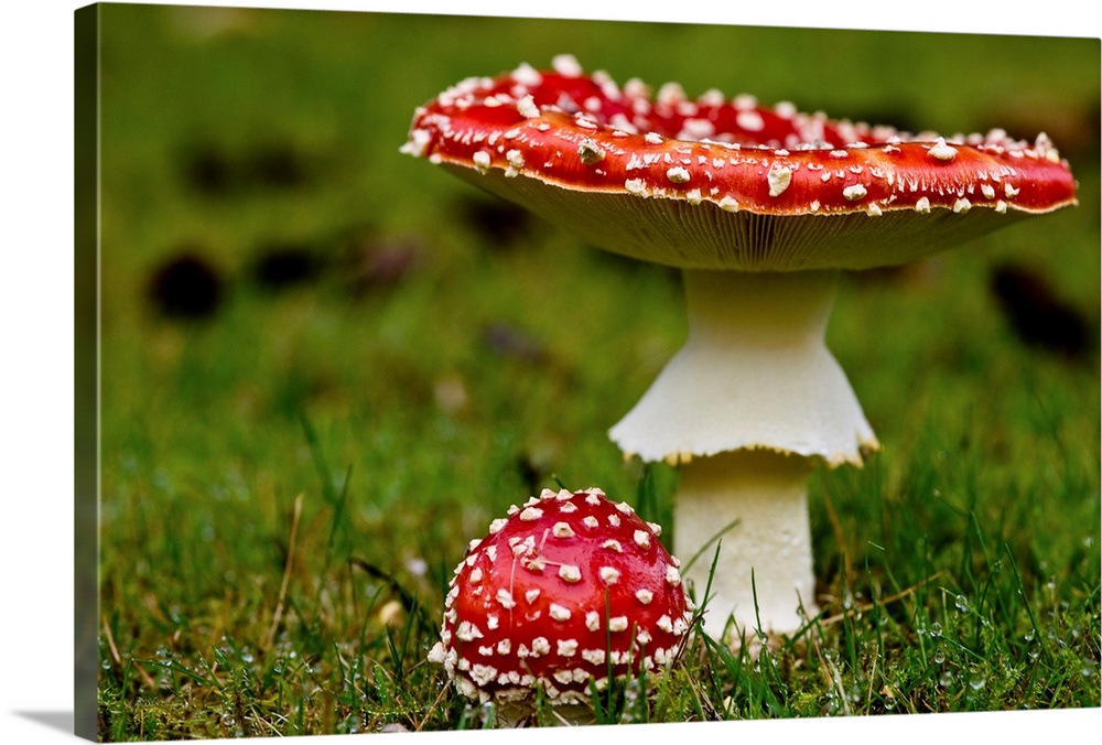 Photograph taken of two red mushrooms with one larger and its top turned up while the other is much smaller.