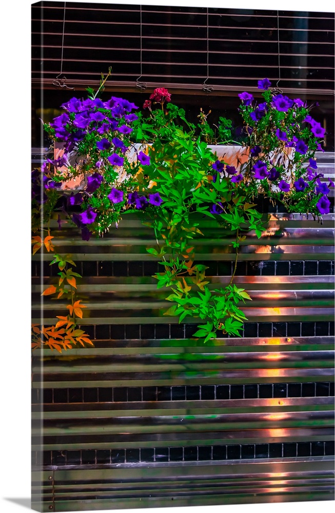 Bright purple flowers growing in a chrome windowbox at a diner.