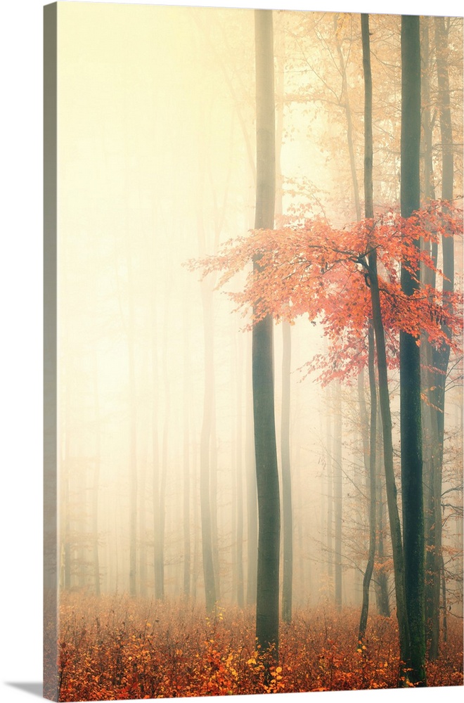 Forest in the mist in the fall