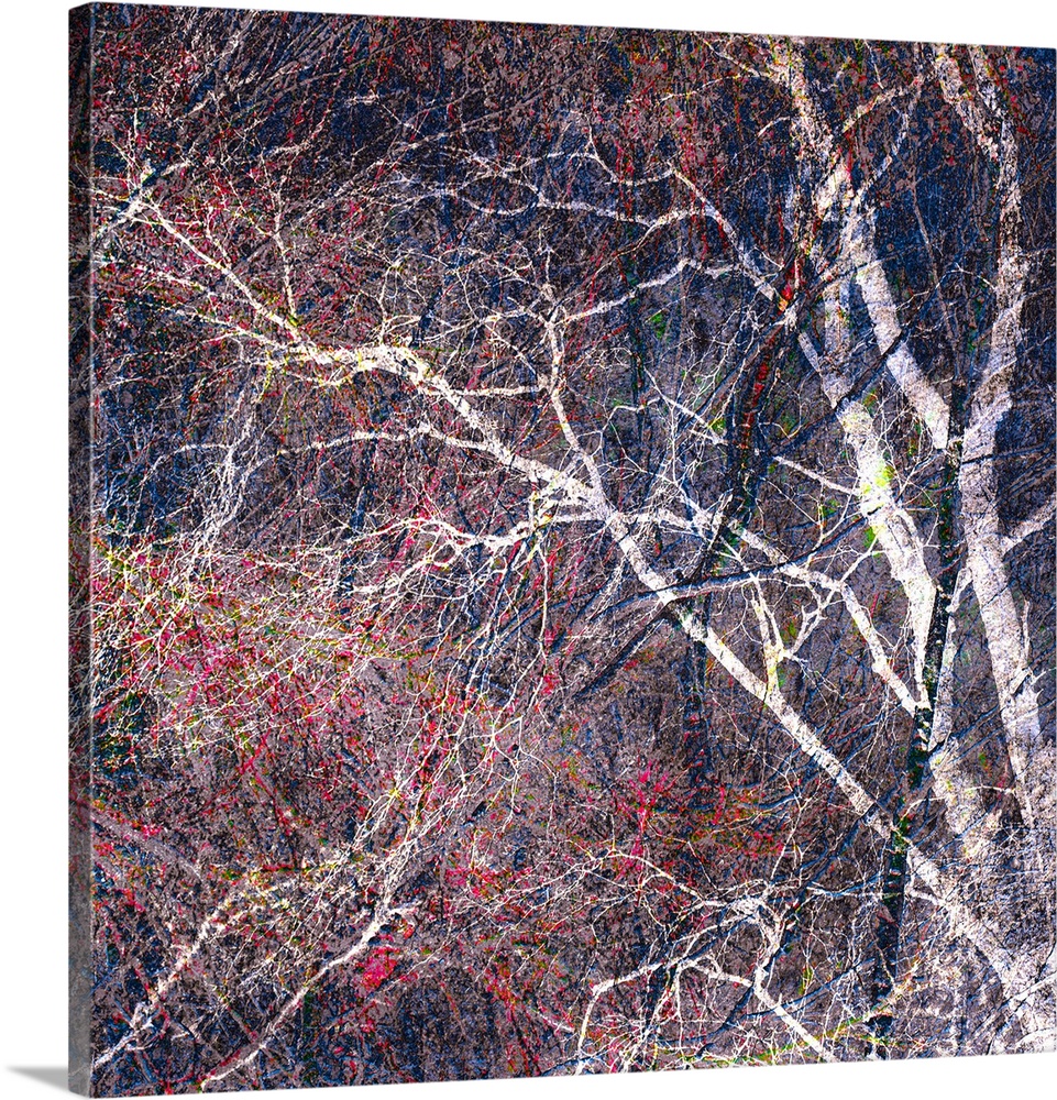 Square photograph of a tree with a lot of thin branches manipulated with red, blue, green, and yellow hues.