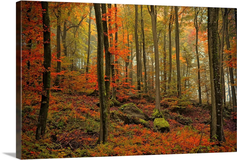 Photograph of fall foliage in a dense forest with large moss covered rocks.