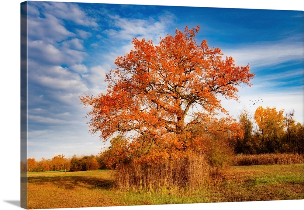 Lone tree in the countryside in autumn