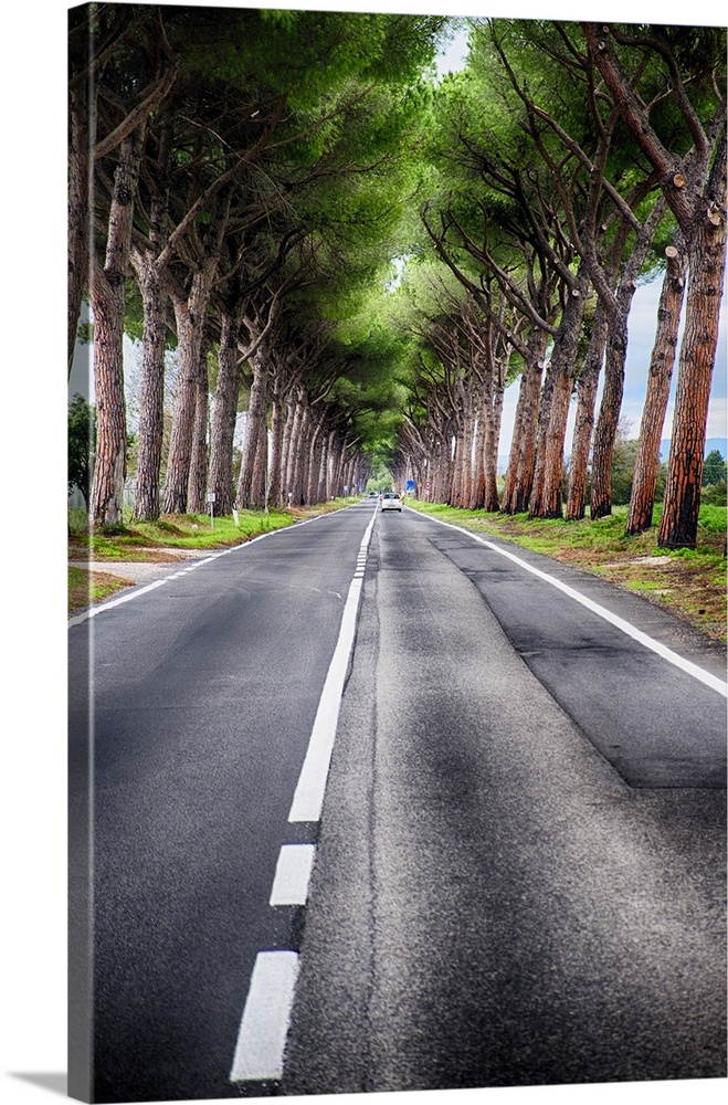 Asphalt road in the countryside lined with stone pines in Lazio, Italy.