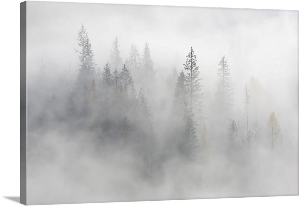 A group of trees on the side of a mountain, in October (Fall), on a very foggy morning - A few larches show yellow, the re...