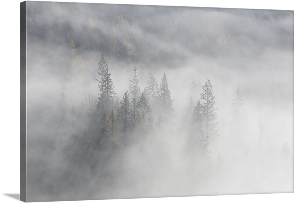 A group of trees on the side of a mountain, in October (Fall), on a very foggy morning - A few larches show yellow, the re...