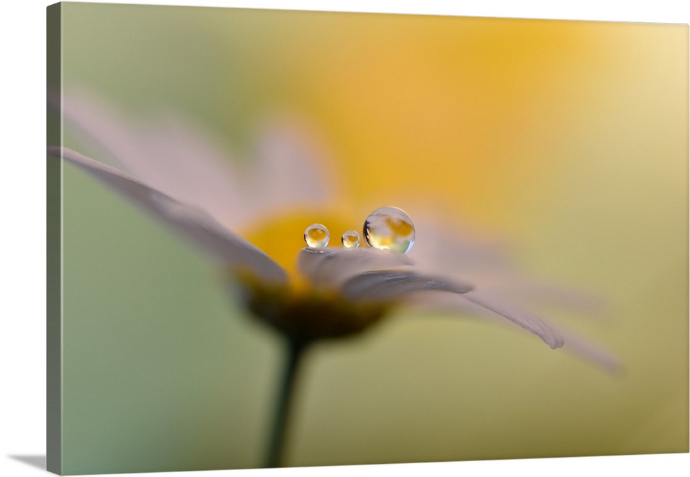 Water drops on a marguerita.