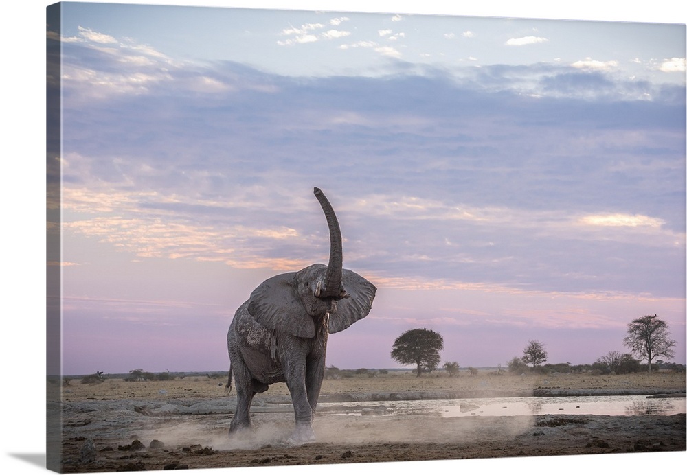 Elephant lifts his trunk to smell for friends or foes at sunset.