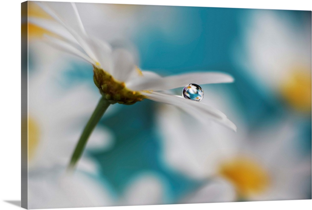 Macro photograph of a white daisy with a single water drop on its petal reflecting images of daisies onto it.