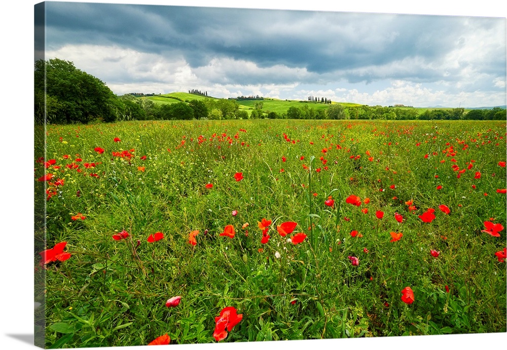 Spring meadow filled with poppies, Pienza, Val d'Orcia, Tuscany, Italy.