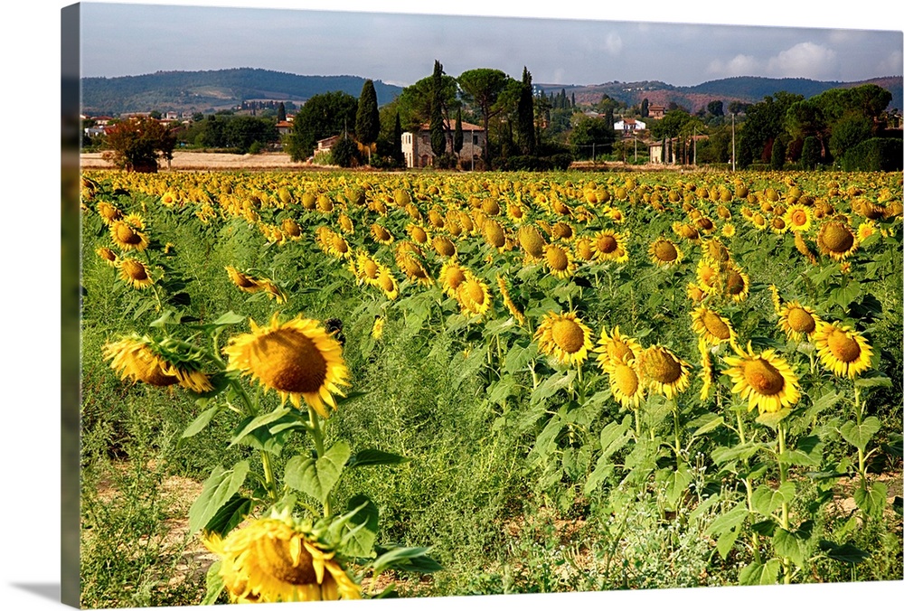 A field of sunflowers in Tuscany.