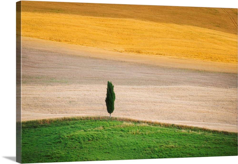 A lone cypress tree in the fields of Tuscany.