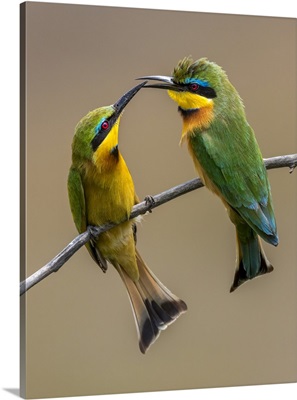Two Little Bee-Eaters Beak To Beak On Branch, Kenya