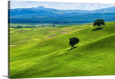 Two Trees In Tuscany