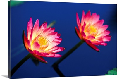 Two Water Lilies