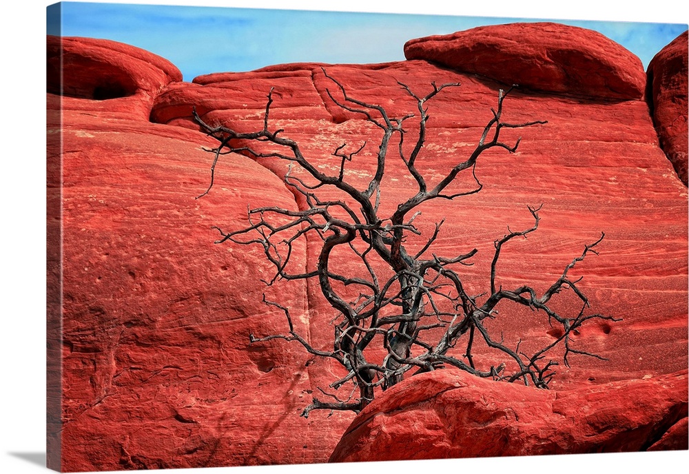 Dead tree in front of red rocks