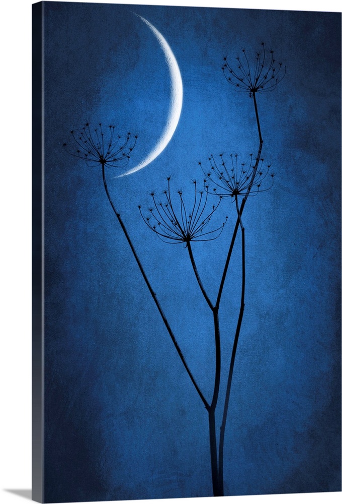 Crescent moon with grass in the foreground. Dominant blue