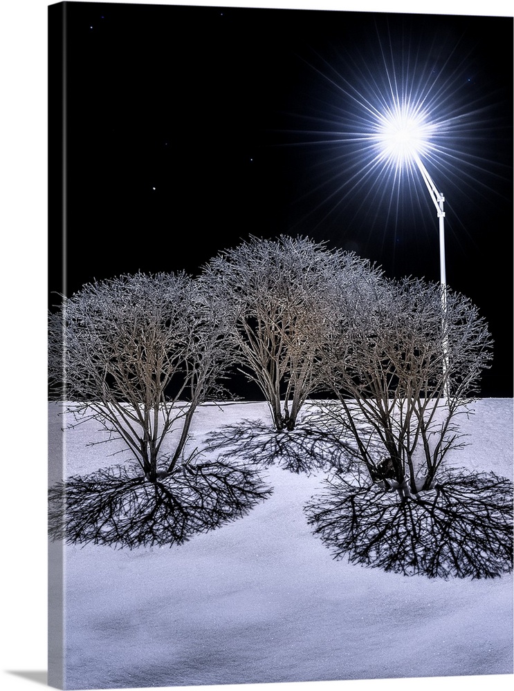 Bare bushes in the winter casting shadows in the snow with light from a street lamp.