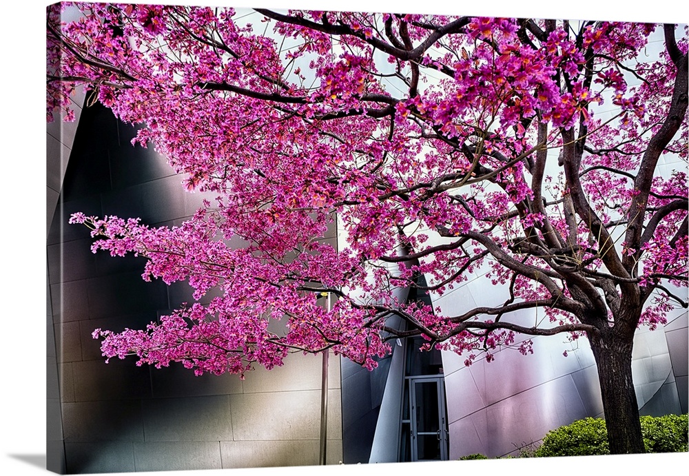 Japanese Cherry Blooms at the Walt Disney Concert Hall, Los Angeles, California.