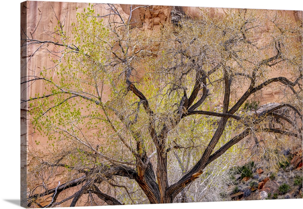 A cottonwood grows at the base of a sandstone cliff wall, Utah