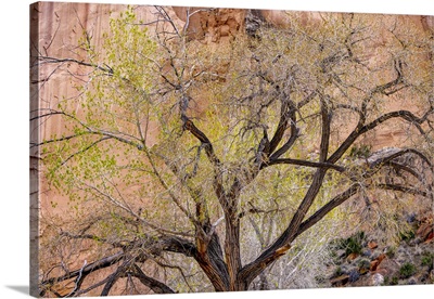 Utah, Moab Region, A Cottonwood Leafs Out In Spring