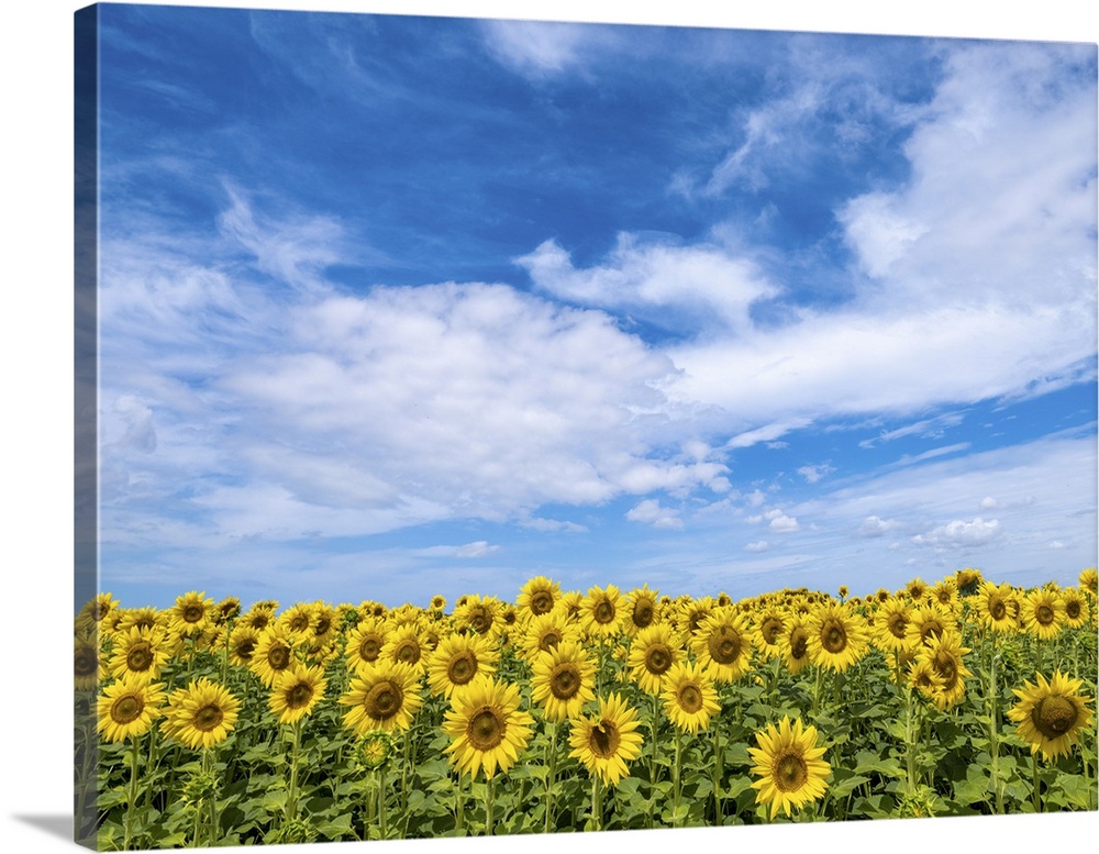 In Tuscany the sunflower season is very beautiful. There are endless expanses of sunflower fields. This photo was taken in...