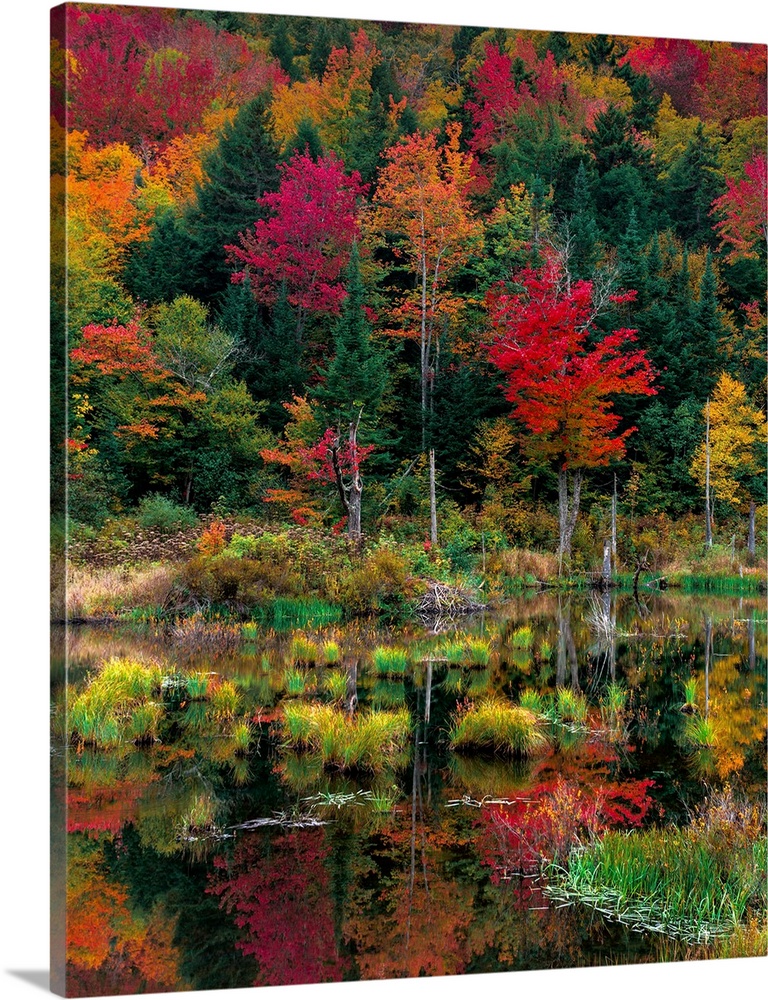 Colorful red and green trees in autumn at the edge of a lake in a Vermont forest.