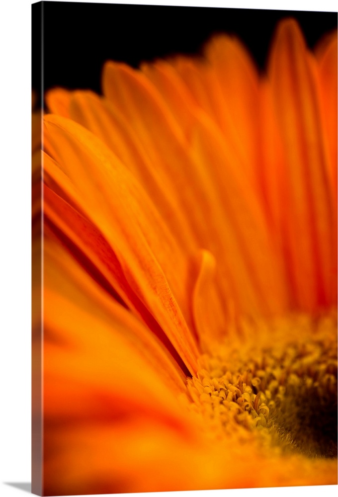 A rich orange daisy like flower in close-up.